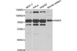Western blot analysis of extracts of various cell lines, using RARS antibody. (RARS 抗体)