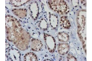 Immunohistochemical staining of paraffin-embedded Human Kidney tissue using anti-NLN mouse monoclonal antibody. (NLN 抗体)