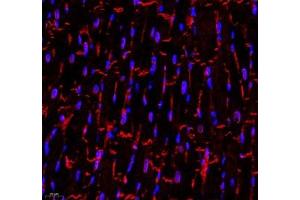 Immunofluorescence of paraffin embedded rat heart using CDH19 (ABIN7073258) at dilution of 1:500 (400x lens) (CDH19 抗体)