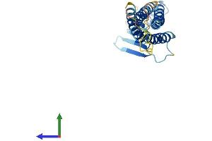 Protein Structure (PS) image for Claudin 5 (CLDN5) (AA 1-218) protein (His tag) (ABIN7553395)
