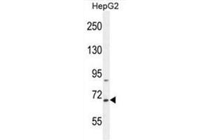 BUD13 Antibody (C-term) western blot analysis in HepG2 cell line lysates (35µg/lane).