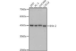 Western blot analysis of extracts of various cell lines, using Erlin-2 antibody (ABIN7267006) at 1:1000 dilution. (ERLIN2 抗体)