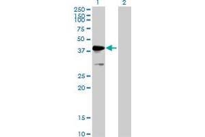 Western Blot analysis of MKRN2 expression in transfected 293T cell line by MKRN2 MaxPab polyclonal antibody. (MKRN2 抗体  (AA 1-416))