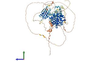 Protein Structure (PS) image for BR Serine/threonine Kinase 1 (BRSK1) (AA 1-778) protein (His tag) (ABIN7552884)