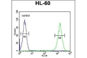 ZNF30 Antibody (N-term) (ABIN654563 and ABIN2844269) flow cytometric analysis of HL-60 cells (right histogram) compared to a negative control cell (left histogram). (ZFP30 抗体  (N-Term))