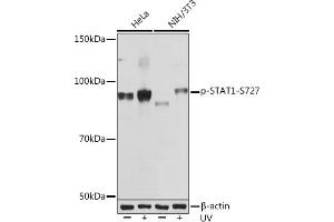 Western blot analysis of extracts of various cell lines, using Phospho-ST-S727 Rabbit mAb (ABIN7270300) at 1:1000 dilution. (STAT1 抗体  (pSer727))