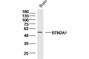 Mouse brain cell lysates probed with BTN2A1 Polyclonal Antibody, Unconjugated (bs-20473R) at 1:300 overnight at 4˚C.