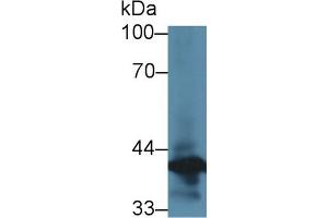 Western Blot; Sample: Rat Lung lysate; ;Primary Ab: 3µg/ml Rabbit Anti-Rat ANXA1 Antibody;Second Ab: 0.