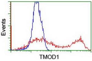 HEK293T cells transfected with either RC201134 overexpress plasmid (Red) or empty vector control plasmid (Blue) were immunostained by anti-TMOD1 antibody (ABIN2454778), and then analyzed by flow cytometry. (Tropomodulin 1 抗体)