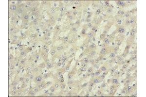 Immunohistochemistry of paraffin-embedded mouse liver tissue using ABIN7149458 at dilution of 1:50