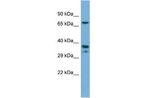 Host:  Rabbit  Target Name:  NR2E1  Sample Type:  THP-1 Whole cell lysates  Antibody Dilution:  1. (NR2E1 抗体  (C-Term))
