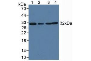 Western blot analysis of (1) Cow Heart Tissue, (2) Cow Liver Tissue, (3) Human HeLa cells and (4) Human K-562 Cells. (C1QBP 抗体  (AA 71-278))