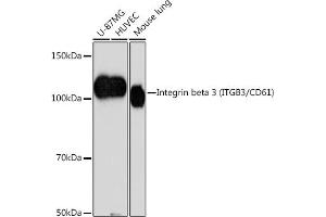 Western blot analysis of extracts of various cell lines, using Integrin beta 3 (ITGB3/CD61) (ITGB3/CD61) antibody (ABIN7267928) at 1:1000 dilution. (Integrin beta 3 抗体)