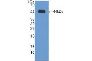 Detection of Recombinant GAL3ST1, Human using Polyclonal Antibody to Galactose-3-O-Sulfotransferase 1 (GAL3ST1) (GAL3ST1 抗体  (AA 57-196))