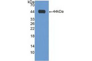 Detection of Recombinant GAL3ST1, Human using Polyclonal Antibody to Galactose-3-O-Sulfotransferase 1 (GAL3ST1)