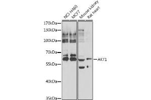 Western blot analysis of extracts of various cell lines, using  antibody (ABIN6133552, ABIN6136735, ABIN6136740 and ABIN6223092). (AKT1 抗体  (AA 50-150))