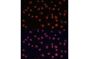 Immunofluorescence analysis of L929 cells using Histone H2AFV antibody (ABIN7267555) at dilution of 1:100. (H2AFV 抗体  (AA 1-128))