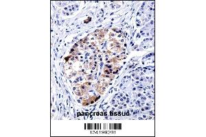 VAMP3 Antibody immunohistochemistry analysis in formalin fixed and paraffin embedded human pancreas tissue followed by peroxidase conjugation of the secondary antibody and DAB staining. (VAMP3 抗体  (AA 15-43))