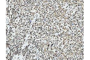 IHC analysis of PC4/SUB1 using anti-PC4/SUB1 antibody (ABIN7602185).