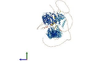 AlphaFold protein structure predicition of Human Recombinant SYMPK Protein, UniprotID Q92797 (Symplekin Protein (SYMPK) (AA 1-1274) (His tag))