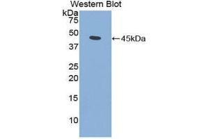 Western Blotting (WB) image for anti-Fibroblast Growth Factor 7 (FGF7) (AA 32-194) antibody (ABIN3208197) (FGF7 抗体  (AA 32-194))