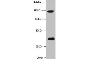 All lanes: Mouse anti-TGM2 Monoclonal antibody at 1 μg/mL Lane 1 : A549 whole cell lysate Secondary Goat polyclonal to Mouse IgG at 1/5000 dilution Predicted band size :77kd Observed band size :77,62,39KD Additional bands at :30kd (Transglutaminase 2 抗体)