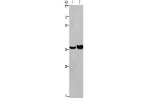 Western Blotting (WB) image for anti-Fucosyltransferase 1 (Galactoside 2-alpha-L-Fucosyltransferase, H Blood Group) (FUT1) antibody (ABIN2433053) (FUT1 抗体)