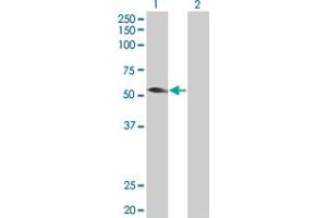 Western Blot analysis of TRIM31 expression in transfected 293T cell line by TRIM31 MaxPab polyclonal antibody.
