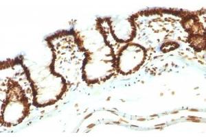 Image no. 4 for anti-Nuclear Antigen antibody (ABIN6190865) (Nuclear Antigen 抗体)