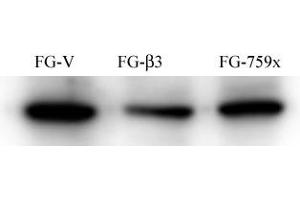 Western Blotting (WB) image for anti-Nuclear Receptor Coactivator 1 (NCOA1) antibody (ABIN356411) (NCOA1 抗体)