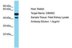 Image no. 1 for anti-COBW Domain Containing 2 (CBWD2) (AA 278-327) antibody (ABIN6750552) (CBWD2 抗体  (AA 278-327))