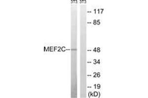 Western blot analysis of extracts from NIH-3T3 cells, treated with starved 24h, using MEF2C (Ab-396) Antibody. (MEF2C 抗体  (AA 362-411))
