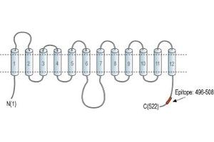 Representative domain view of the target of ABIN7043695.