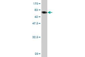 Western Blot detection against Immunogen (74. (ZNF70 抗体  (AA 1-446))