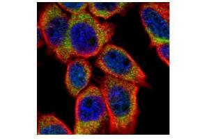ICC/IF Image Confocal immunofluorescence analysis (Olympus FV10i) of paraformaldehyde-fixed A431, using PSKH1, antibody (Green) at 1:500 dilution. (PSKH1 抗体)