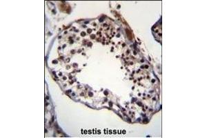 TRIM69 Antibody (N-term) (ABIN656042 and ABIN2845412) immunohistochemistry analysis in formalin fixed and paraffin embedded human testis tissue followed by peroxidase conjugation of the secondary antibody and DAB staining. (TRIM69 抗体  (N-Term))