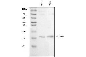 Western blot analysis of CD9 using anti-CD9 antibody (ABIN7600001).