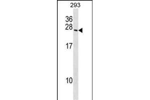BOK Antibody (N-term) (ABIN1538802 and ABIN2848486) western blot analysis in 293 cell line lysates (35 μg/lane). (BOK 抗体  (N-Term))