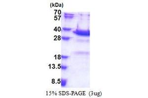 Synaptotagmin V (SYT5) (AA 109-386) protein (His tag)