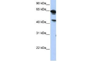 Western Blotting (WB) image for anti-Abhydrolase Domain Containing 16A (ABHD16A) antibody (ABIN2459316) (BAT5 抗体)