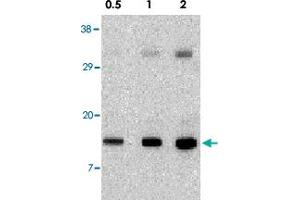 Western blot analysis of Pmaip1 in human stomach tissue lysate with Pmaip1 polyclonal antibody  at 0. (NOXA 抗体  (N-Term))