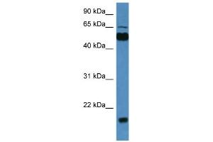 WB Suggested Anti-Cpne7 Antibody Titration: 0. (CPNE7 抗体  (C-Term))