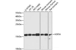 Western blot analysis of extracts of various cell lines using Histone H3. (Histone H3.3 抗体)