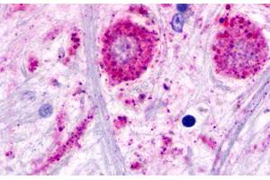 Image no. 1 for anti-Trace Amine Associated Receptor 2 (TAAR2) (C-Term) antibody (ABIN1049381) (GPR58 抗体  (C-Term))