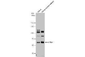 WB Image c-Myc antibody detects c-Myc protein by western blot analysis. (c-MYC 抗体  (Center))