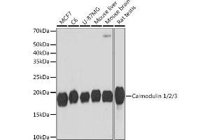 Western blot analysis of extracts of various cell lines, using Calmodulin 1/2/3 Rabbit mAb (ABIN1680490, ABIN3019260, ABIN3019261 and ABIN7101739) at 1:1000 dilution. (Calmodulin 1 抗体)