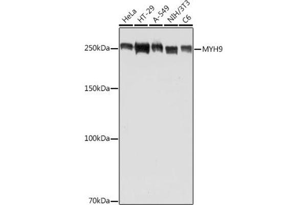 Myosin 9 抗体  (AA 1711-1960)