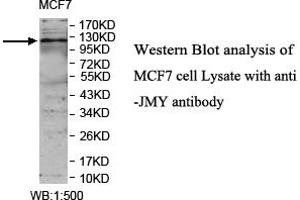 Image no. 1 for anti-Junction Mediating and Regulatory Protein, P53 Cofactor (JMY) antibody (ABIN1577400)