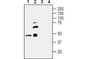 Western blot analysis of new born rat brain membranes (lanes 1 and 3) and mouse brain membranes (lanes 2 and 4): - 1,2. (TNFRSF19 抗体  (Extracellular, N-Term))
