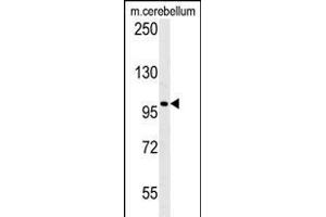 Western blot analysis of EPC2 Antibody (N-term) (ABIN651410 and ABIN2840221) in mouse cerebellum tiusse lysates (35 μg/lane). (EPC2 抗体  (N-Term))
